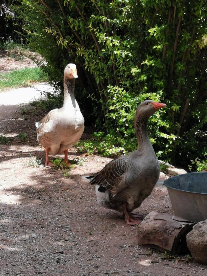 Les Anes De Petit Jean Hotell Pierrefeu-du-Var Eksteriør bilde